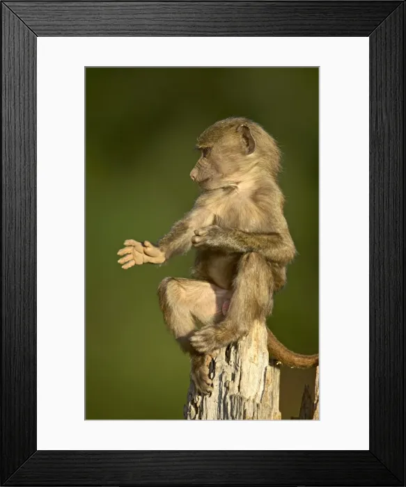 Framed Print : Juvenile olive baboon Framed Print : Juvenile olive baboon