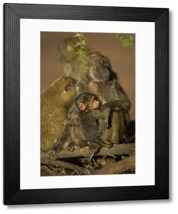 Framed Print : Olive baboon (Papio cynocephalus anubis) nursing young Framed Print : Olive baboon (Papio cynocephalus anubis) nursing young