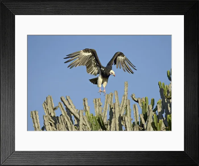 Framed Print : White-headed vulture (Trigonoceps occipitalis) making a short flight Framed Print : White-headed vulture (Trigonoceps occipitalis) making a short flight