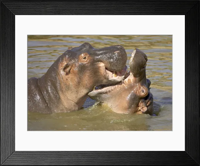 Framed Print : Hippopotamus (Hippopotamus amphibius) sparring Framed Print : Hippopotamus (Hippopotamus amphibius) sparring