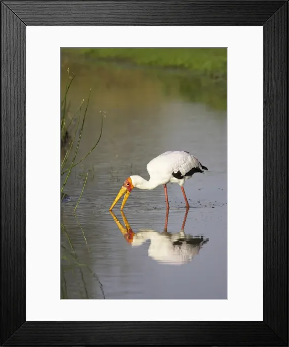 Framed Print : Yellow-billed stork (Mycteria ibis) fishing Framed Print : Yellow-billed stork (Mycteria ibis) fishing