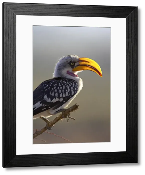 Framed Print : Male Eastern yellow-billed hornbill (Tockus flavirostris) Framed Print : Male Eastern yellow-billed hornbill (Tockus flavirostris)