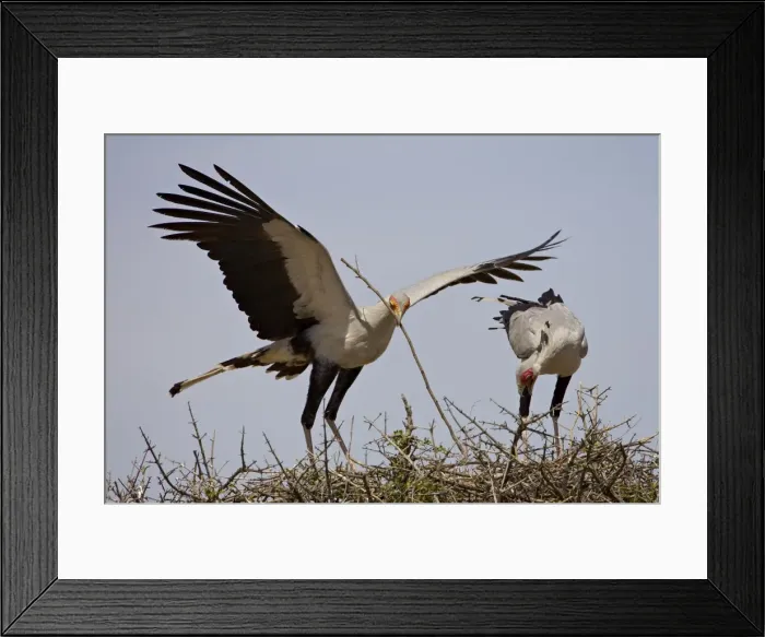 Framed Print : Secretarybird Framed Print : Secretarybird