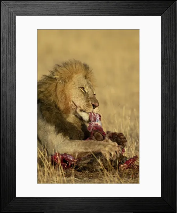 Framed Print : Male lion (Panthera leo) eating a blue wildebeest Framed Print : Male lion (Panthera leo) eating a blue wildebeest