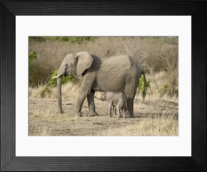 Framed Print : African elephant (Loxodonta africana) mother and two-day-old baby Framed Print : African elephant (Loxodonta africana) mother and two-day-old baby