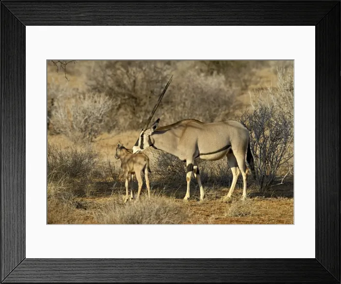 Framed Print : Biesa oryx or East African oryx (Oryx beisa) mother and calf Framed Print : Biesa oryx or East African oryx (Oryx beisa) mother and calf