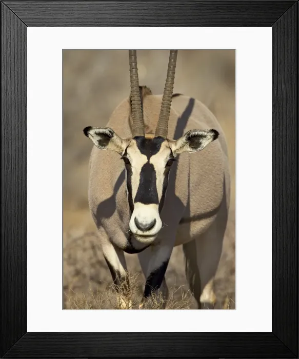 Framed Print : Biesa oryx (Oryx beisa) Framed Print : Biesa oryx (Oryx beisa)