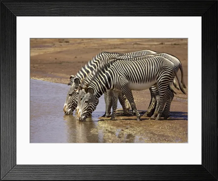 Framed Print : Grevys zebra (Equus grevyi) drinking Framed Print : Grevys zebra (Equus grevyi) drinking