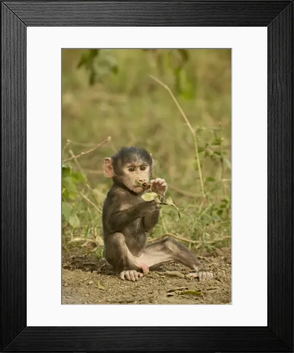 Framed Print : Infant olive baboon (Papio cynocephalus anubis) Framed Print : Infant olive baboon (Papio cynocephalus anubis)