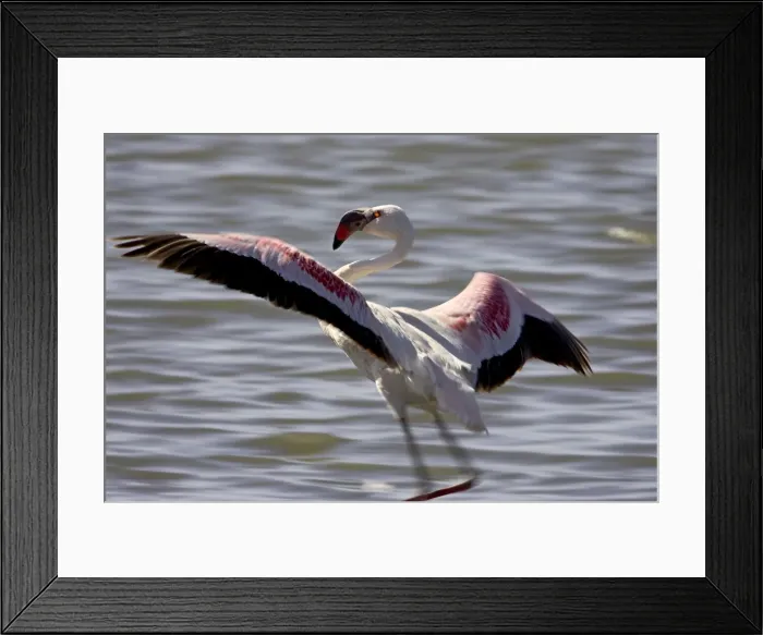 Framed Print : Lesser flamingo (Phoeniconaias minor) landing Framed Print : Lesser flamingo (Phoeniconaias minor) landing