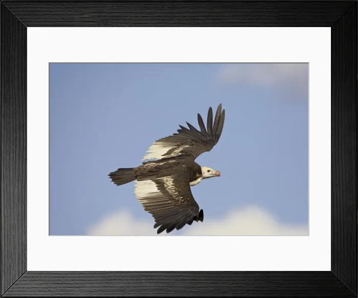 Framed Print : White-headed vulture (Trigonoceps occipitalis) soaring Framed Print : White-headed vulture (Trigonoceps occipitalis) soaring