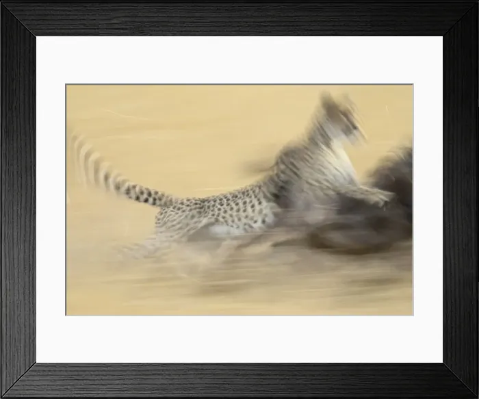 Framed Print : Cheetah (Acinonyx jubatus) taking down a blue wildebeest Framed Print : Cheetah (Acinonyx jubatus) taking down a blue wildebeest