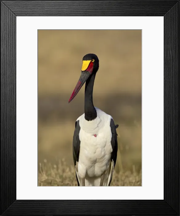 Framed Print : Female saddle-billed stork (Ephippiorhynchus senegalensis) Framed Print : Female saddle-billed stork (Ephippiorhynchus senegalensis)