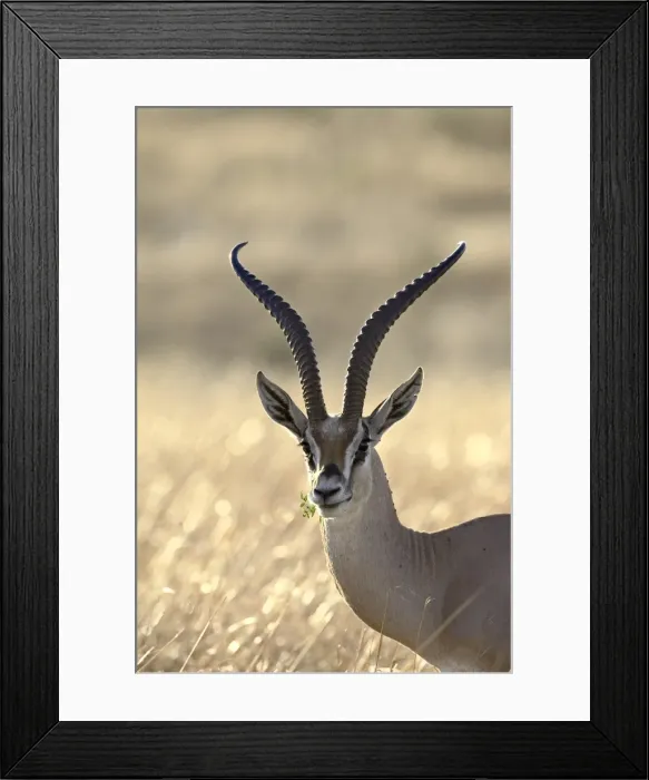 Framed Print : Grants Gazelle (Gazella granti) Framed Print : Grants Gazelle (Gazella granti)