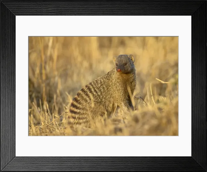 Framed Print : Banded mongoose (Mungos mungo) Framed Print : Banded mongoose (Mungos mungo)