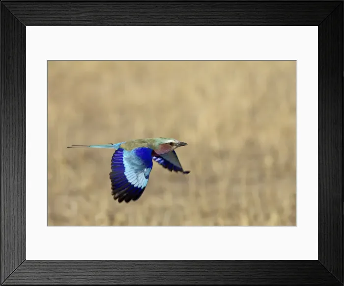 Framed Print : Lilac-breasted roller (Coracias caudata) in flight Framed Print : Lilac-breasted roller (Coracias caudata) in flight