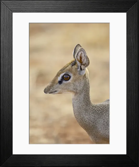 Framed Print : Male Gunthers dik dik (Rinchotragus guntheri) Framed Print : Male Gunthers dik dik (Rinchotragus guntheri)