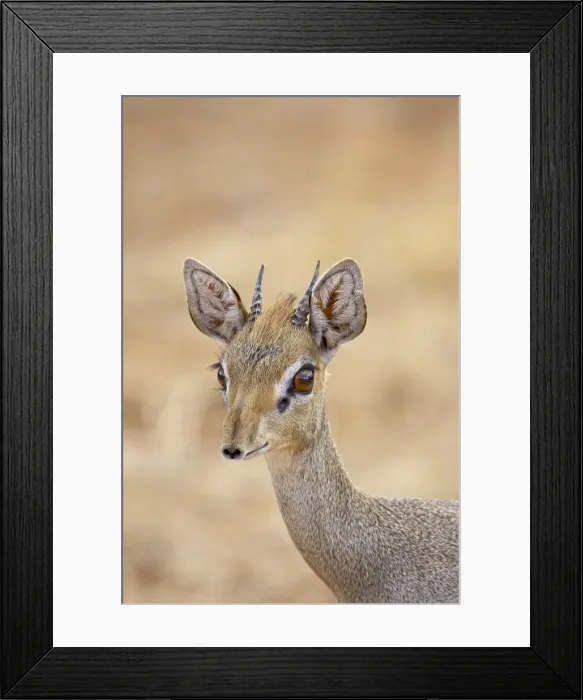 Framed Print : Male Gunthers dik dik (Rinchotragus guntheri) Framed Print : Male Gunthers dik dik (Rinchotragus guntheri)
