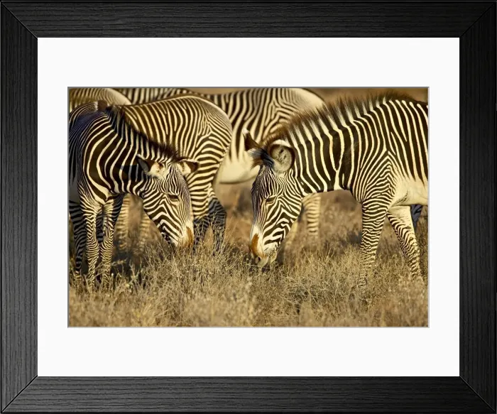 Framed Print : Group of Grevys zebra (Equus grevyi) grazing Framed Print : Group of Grevys zebra (Equus grevyi) grazing