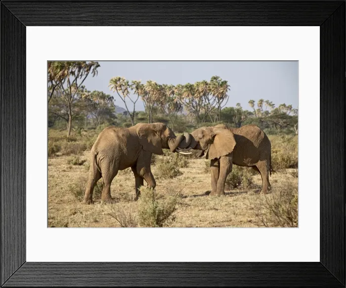Framed Print : Two African elephant (Loxodonta africana) fighting Framed Print : Two African elephant (Loxodonta africana) fighting