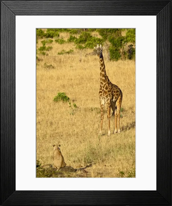 Framed Print : Lion (Panthera leo) and Masai giraffe Framed Print : Lion (Panthera leo) and Masai giraffe