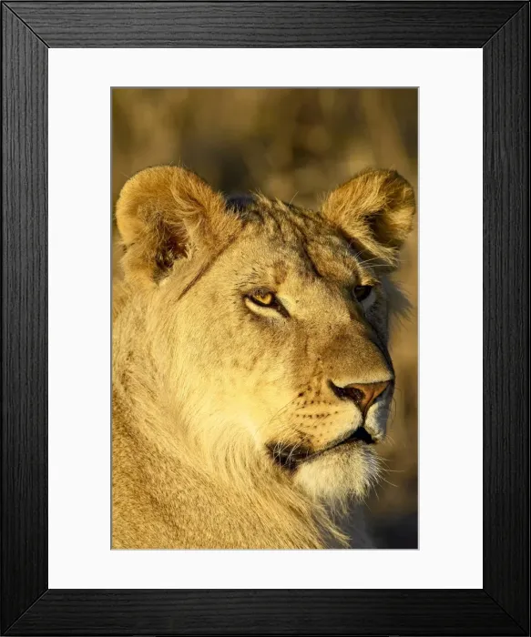 Framed Print : Young male lion (Panthera leo) Framed Print : Young male lion (Panthera leo)
