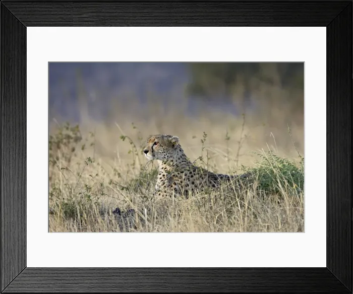 Framed Print : Cheetah (Acinonyx jubatus) lying down while surveying an open plain Framed Print : Cheetah (Acinonyx jubatus) lying down while surveying an open plain