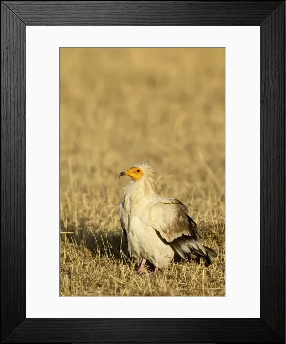 Framed Print : Egyptian vulture (Neophron percnopterus)