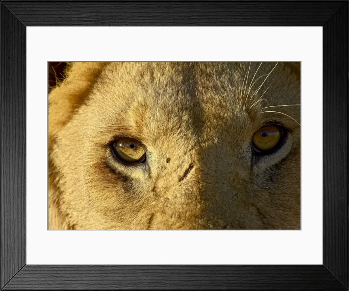 Framed Print : Male lion (Panthera leo) face Framed Print : Male lion (Panthera leo) face