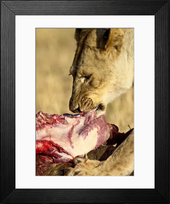 Framed Print : Lion (Panthera leo) eating a wildebeest Framed Print : Lion (Panthera leo) eating a wildebeest