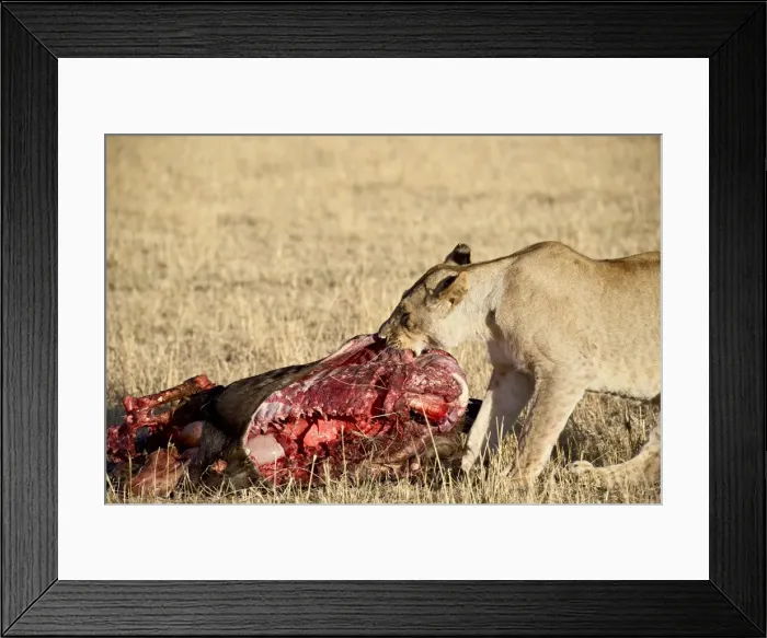 Framed Print : Lion (Panthera leo) eating a wildebeest Framed Print : Lion (Panthera leo) eating a wildebeest