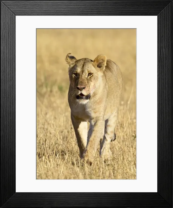 Framed Print : Female lion (Panthera leo) walking through dry grass Framed Print : Female lion (Panthera leo) walking through dry grass