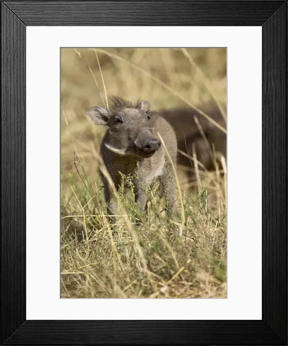 Framed Print : Baby warthog (Phacochoerus aethiopicus) Framed Print : Baby warthog (Phacochoerus aethiopicus)