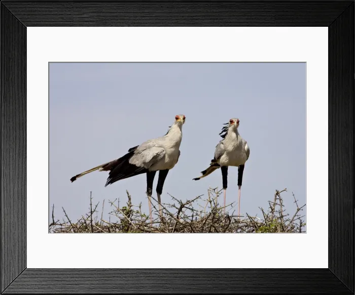 Framed Print : Secretarybird (Sagittarius serpentarius) pair upon their nest Framed Print : Secretarybird (Sagittarius serpentarius) pair upon their nest