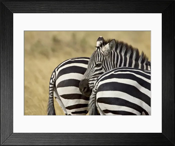 Framed Print : Common zebra (Burchells zebra) (Equus burchelli) Framed Print : Common zebra (Burchells zebra) (Equus burchelli)