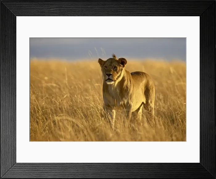 Framed Print : Young male lion (Panthera leo) in early morning light Framed Print : Young male lion (Panthera leo) in early morning light