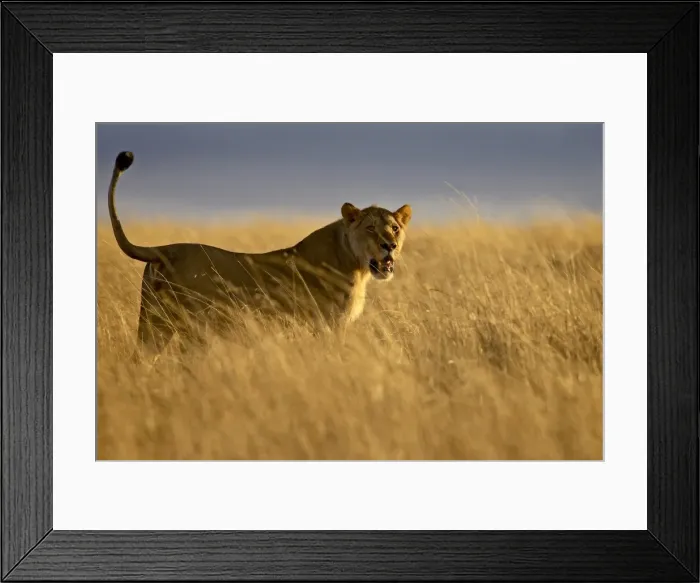 Framed Print : Young male lion (Panthera leo) in early light Framed Print : Young male lion (Panthera leo) in early light