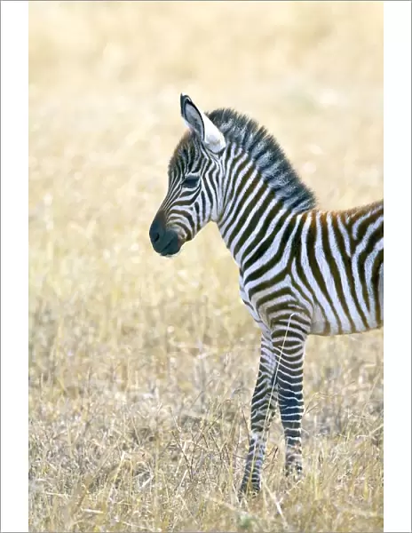 Baby Grants zebra