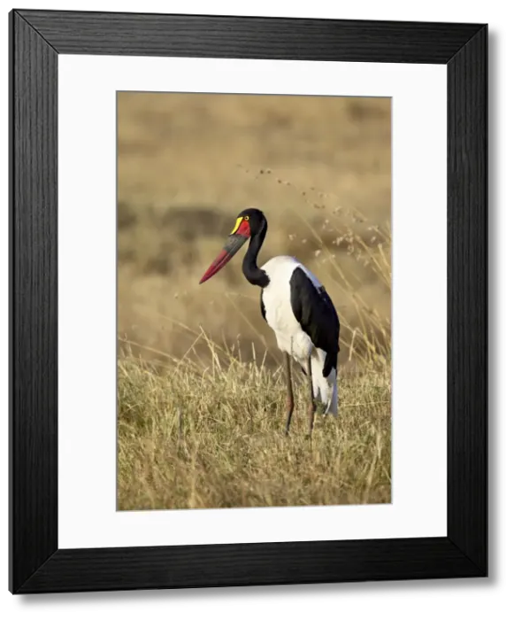 Framed Print : Female, saddle-billed Stork (Ephippiorhynchus senegalensis) Framed Print : Female, saddle-billed Stork (Ephippiorhynchus senegalensis)