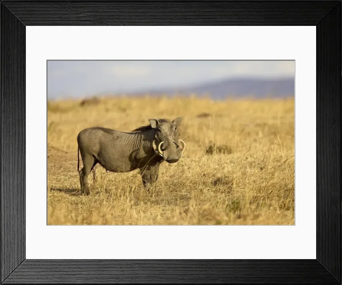 Framed Print : Warthog (Phacochoerus aethiopicus)