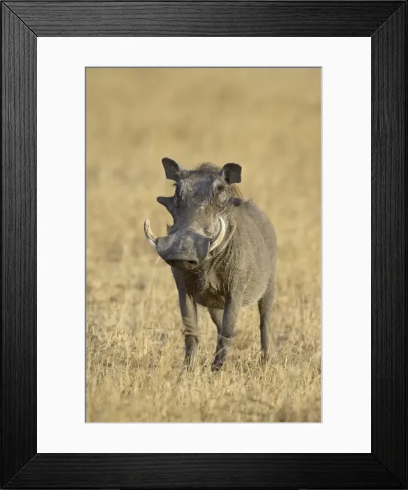 Framed Print : Warthog (Phacochoerus aethiopicus)