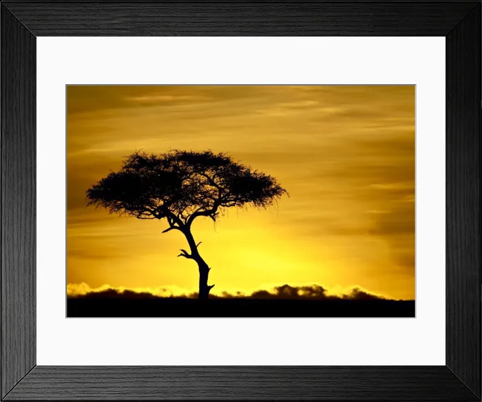 Framed Print : Acacia tree at dawn Framed Print : Acacia tree at dawn