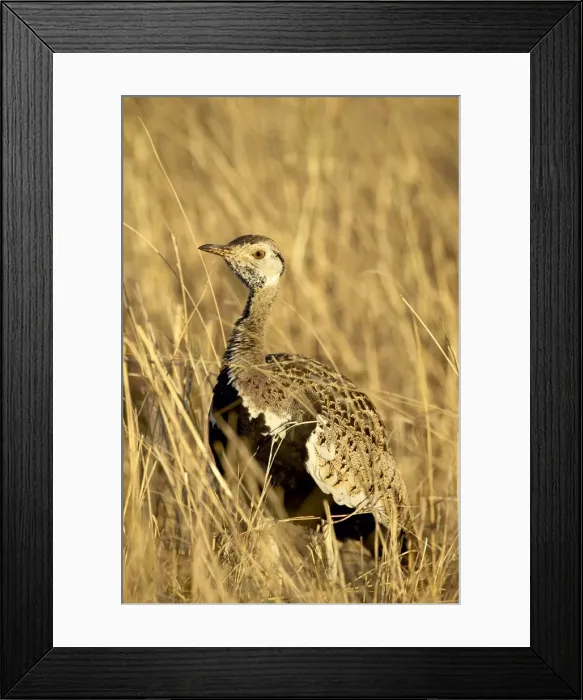 Framed Print : Male black-bellied bustard Framed Print : Male black-bellied bustard