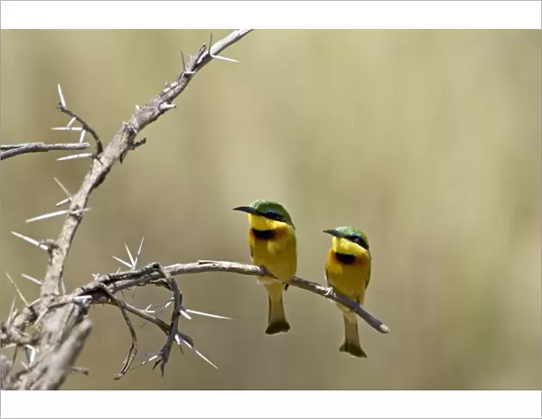 Little bee-eater (Merops pusillus) pair