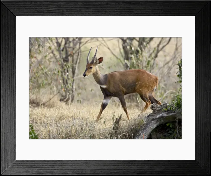 Framed Print : Male bushbuck (Tragelaphus scriptus) Framed Print : Male bushbuck (Tragelaphus scriptus)