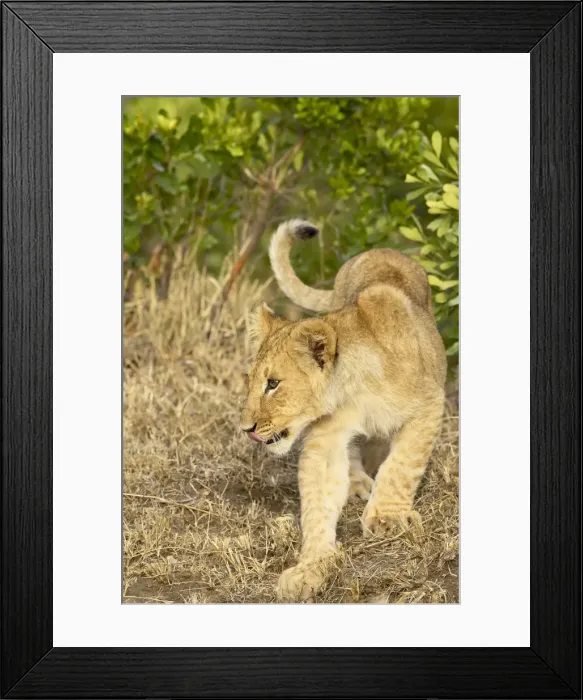 Framed Print : Lion (Panthera leo) cub Framed Print : Lion (Panthera leo) cub