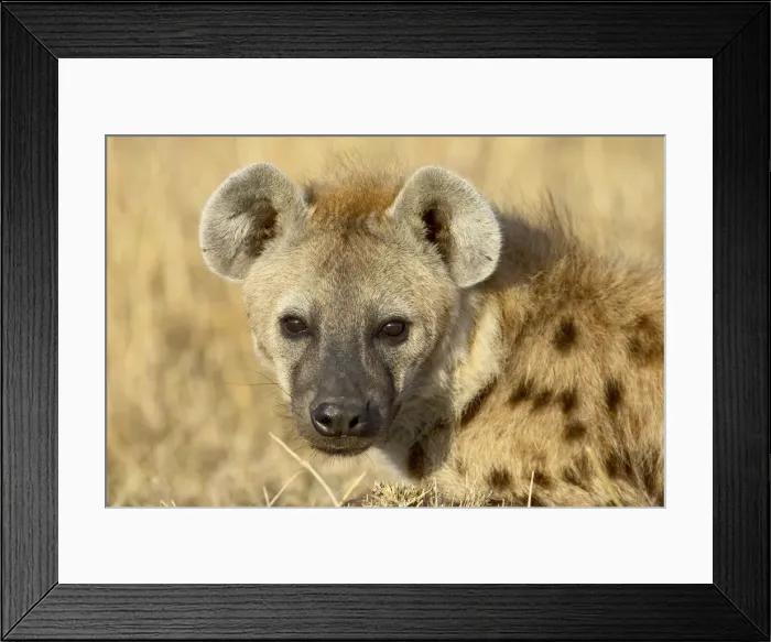 Framed Print : Spotted hyena (spotted hyaena) (Crocuta crocuta) Framed Print : Spotted hyena (spotted hyaena) (Crocuta crocuta)