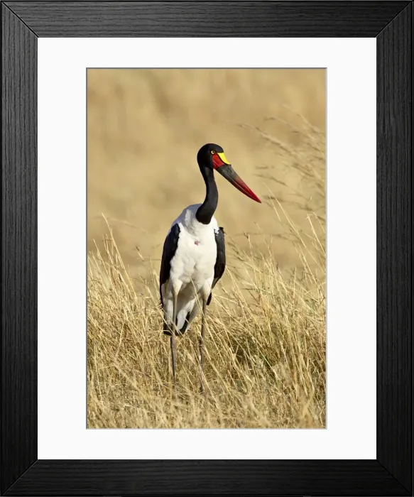 Framed Print : Female saddle-billed stork (Ephippiorhynchus senegalensis) Framed Print : Female saddle-billed stork (Ephippiorhynchus senegalensis)