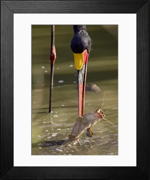 Framed Print : Male saddle-billed stork Framed Print : Male saddle-billed stork