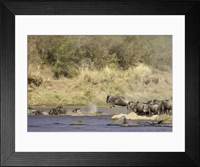 Framed Print : Herd of blue wildebeest Framed Print : Herd of blue wildebeest